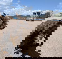 Magnetic Island Tour Maggie Comprehensive - Newcastle Accommodation