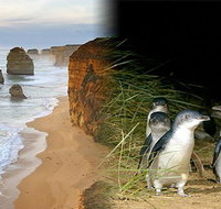 Melbourne Super Saver Great Ocean Road  Phillip Island  Attraction Pass - Newcastle Accommodation