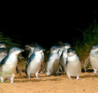 Puffing Billy Moonlit Sanctuary  Penguins Day Tour - Newcastle Accommodation
