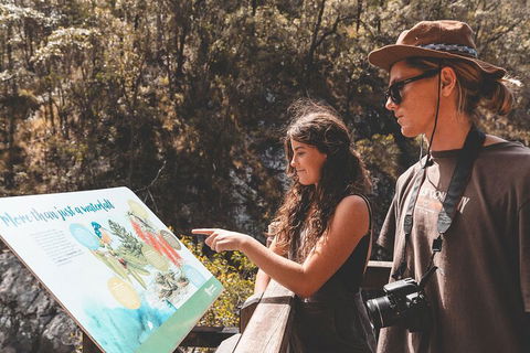Springbrook AndTamborine Rainforest Tour Incl Natural Bridge And Glow Worm Cave - Newcastle Accommodation 0