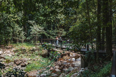 Springbrook AndTamborine Rainforest Tour Incl Natural Bridge And Glow Worm Cave - Newcastle Accommodation 3