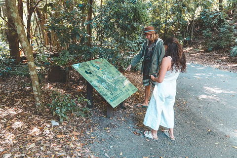 Springbrook AndTamborine Rainforest Tour Incl Natural Bridge And Glow Worm Cave - Newcastle Accommodation 5