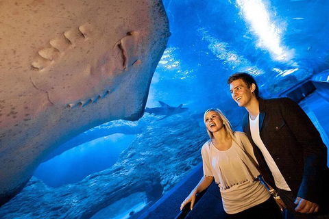 Dive With Sharks At AQWA - Newcastle Accommodation 0