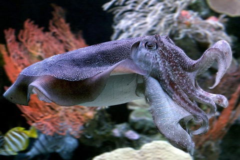 Dive With Sharks At AQWA - Newcastle Accommodation 1