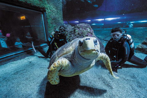 Dive With Sharks At AQWA - Newcastle Accommodation 2