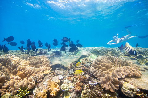 Outer Reef Pontoon Experience From Cairns - Newcastle Accommodation 4