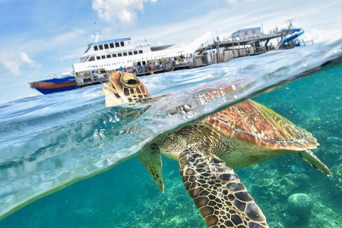 Outer Reef Pontoon Experience From Cairns - Newcastle Accommodation 5