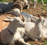 Mornington Peninsula Winery Tours with Cheese Chocolate Tastings from Melbourne - Newcastle Accommodation