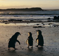 Phillip Island Penguin Parade Day Trip with Koala Conservation Reserve Visit - Newcastle Accommodation