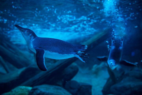 SEA LIFE Sunshine Coast Aquarium Entrance Ticket - New Castle Tourism 1