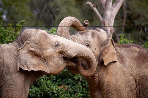 Melbourne Zoo General Entry Ticket - Newcastle Accommodation 0