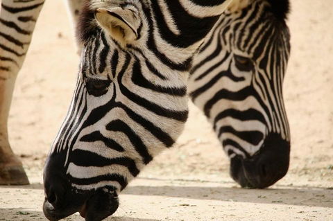 Melbourne Zoo General Entry Ticket - Newcastle Accommodation 1