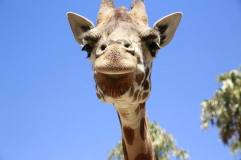 Melbourne Zoo General Entry Ticket - Newcastle Accommodation 2