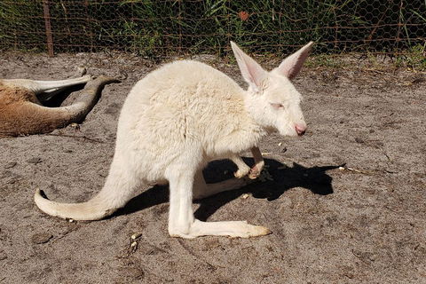 Very Best Of Perth Tour - Wildlife Park & City Highlights Tour - Newcastle Accommodation 3