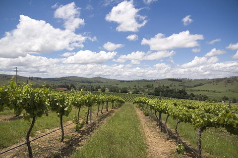 Hunter Valley Wine Tour From Sydney Incl Lunch, Cheese, Chocolate And Distillery - Newcastle Accommodation 0