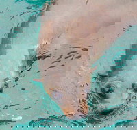 Wilsons Promontory Full Day Cruise - Newcastle Accommodation