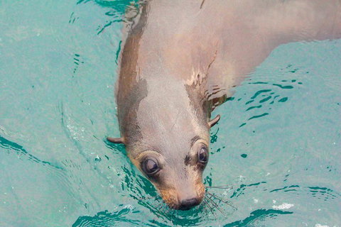 Wilsons Promontory Full Day Cruise - Newcastle Accommodation 0