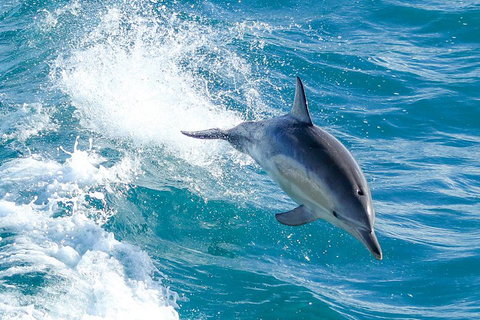 Wilsons Promontory Full Day Cruise - Newcastle Accommodation 1