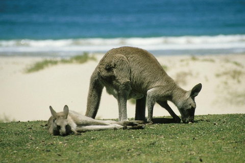 Great Ocean Road Highlights Tour - 2 Days, 1 Night - Newcastle Accommodation 2