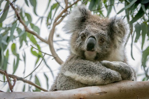 Great Ocean Road & Grampians National Park Tour - 3 Days, 2 Nights - Newcastle Accommodation 2