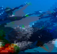 Scuba Dive the S.S. Yongala Wreck on the Great Barrier Reef. - Newcastle Accommodation