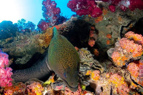 Scuba Dive The S.S. Yongala Wreck On The Great Barrier Reef. - Newcastle Accommodation 1