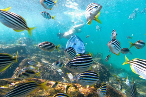 Manly Snorkel Trip And Nature Walk With Local Guide - Newcastle Accommodation 2